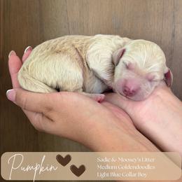 Pumpkin - Cream male Goldendoodle puppy in Easley, South Carolina from Our Darling Doodles