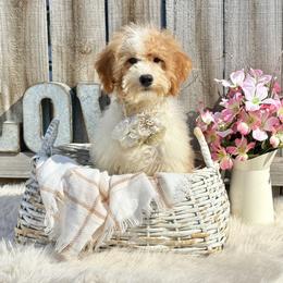 Callie Genetic Clear by parentage - Blenheim female Cavapoo puppy in Falmouth, Michigan from Dyer Lake Newfoundland’s