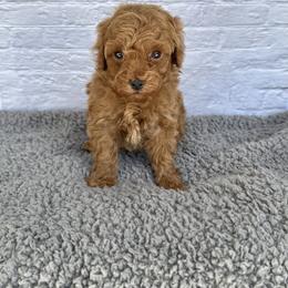 Prosper (AKC) - Red  male Poodle puppy in Riverside, California from Red Toy Poodle World