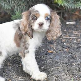 Cavachons, Cavalier King Charles Spaniels, Cavapoos, and Cocker Spaniels from Walnut Grove Cavaliers