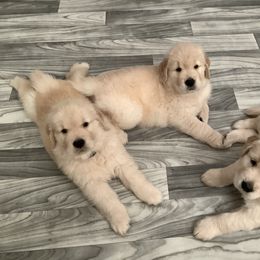 Golden Retriever Puppies from Goldens for You
