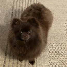 Meli - Pomeranian