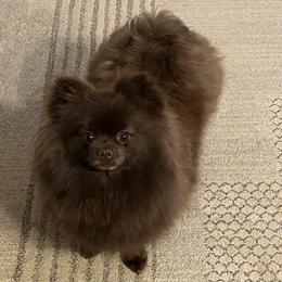 Meli - Pomeranian