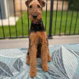 Airedale Terrier Puppies from Mystic’s Airedales