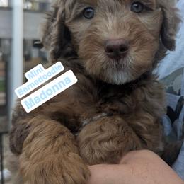 Madonna - Tri-color female Bernedoodle puppy in Sioux Falls, South Dakota from Dolly's Doodles