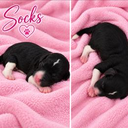 Socks - Parti female Poodle puppy in Cleburne, Texas from Lone Star Standard Poodles LLC