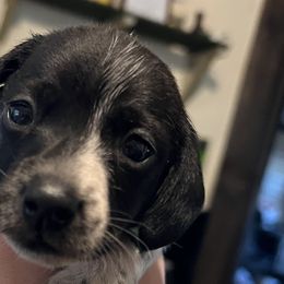 Dachshunds from Captain Kirk’s Wiener Fleet