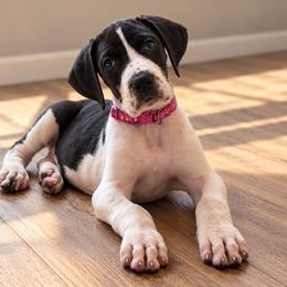 Puppy 8 - Mantle female Great Dane puppy in Ocala, Florida from Oak Haven Great Danes