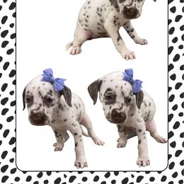 WILLOW - White and liver brown female Dalmatian puppy in Waxahachie, Texas from Tiff’s Dalmatian Plantation
