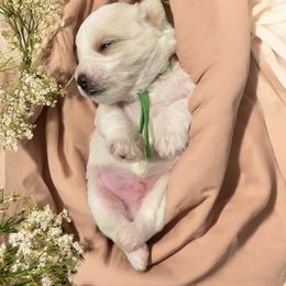 Green Collar Male - White male Miniature Schnauzer puppy in Sacramento, California from Hardcastle Family Schnauzer’s