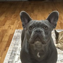 Mia - French Bulldog
