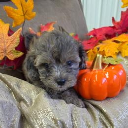 Hank Williams-Sydne's Pup - Merle male Shihpoo puppy in Delphos, Ohio from Route 66 Puppies