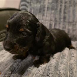 DAX - Black and tan male Dachshund puppy in Paradise, Texas from C and J Minis