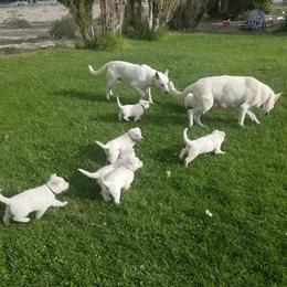 German Shepherd puppies from Mercy's White Shepherds