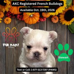 Stuart - White male French Bulldog puppy in Michigan from Fur Baby Farms
