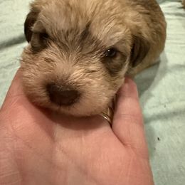 Purple - Liver female Miniature Schnauzer puppy in Griggsville, Illinois from Stephenson’s Mini Schnauzer’s