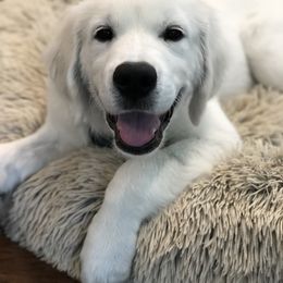 Golden Retriever All Grown Up from Pheasant Run Goldens