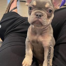 French Bulldog Puppies from 47 North Frenchies, LLC