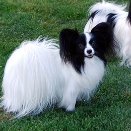 Brazo - Papillon