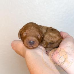 Brie - Red  female Goldendoodle puppy in Murrieta, California from Apricot Poodles & Goldendoodles, LLC