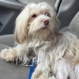 Lily - Havanese