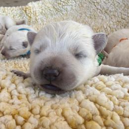 Green girl - White female German Shepherd puppy in Bexar County, Texas from Scenic Creek German Shepherds and White Swiss Shepherds
