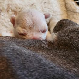French Bulldog Puppies from Shawhan Family Frenchies