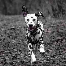 Basset Hound and Dalmatian Puppies from Lazy B Bassets and Dalmatians