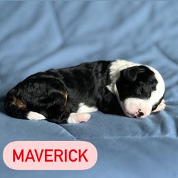 Aussiedoodle Puppies from JK Mini Doodles