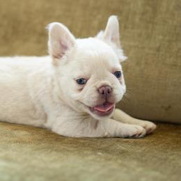 French Bulldog Puppies from Christine's French Bulldogs