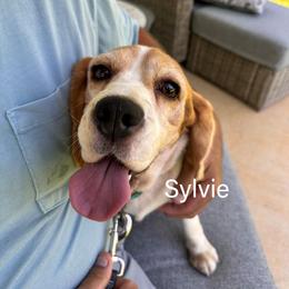 Sylvie - Black white and tan female Beagle puppy in Monticello, Georgia from Beaglelove