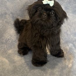 Mari - Black female Shih Tzu puppy in California from Boodaboo Shih Tzu’s