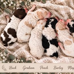 Graham - Parti male Goldendoodle puppy in Macclenny, Florida from Baker County Goldendoodles