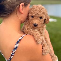 Nash - Red male Cavapoo puppy in Somerset, Kentucky from Hilltop Doodles KY LLC