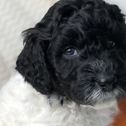 Australian Labradoodle, Double Doodle, Goldendoodle, and Labradoodle Puppies from Lake Mountain Doodle