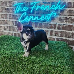 French Bulldog Puppies from The French Connect
