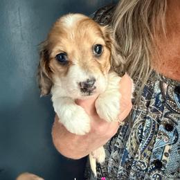 Icon - Dapple female Dachshund puppy in Lexington, Oklahoma from BooneDox Miniature Dachshunds