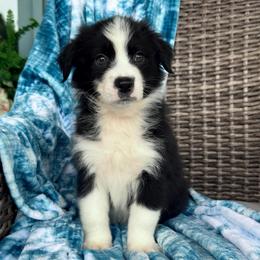 Sammy - Black & white male Australian Shepherd puppy in Oxford, Florida from SoCo Aussies