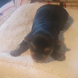 Kia - Black and tan female Yorkshire Terrier puppy in Jacksonville, Arkansas from Royal Yorkie Terrier