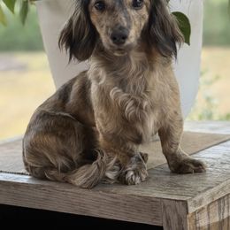 Annie - Dachshund