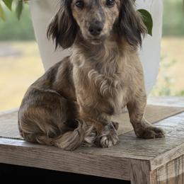 Annie - Dachshund