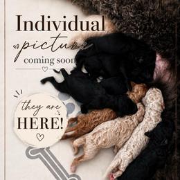 Coming Soon - Black female Poodle puppy in Spring Hill, Florida from Lecanto Puppy