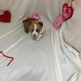Red - White and red male Pembroke Welsh Corgi puppy in Pleasant Plains, Arkansas from PBA Kennel