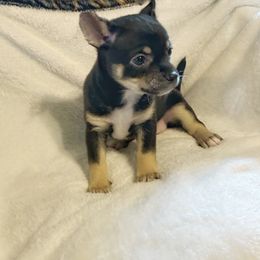 Cody - Black and tan Chihuahua puppy in Henderson, Kentucky from Western Kentucky Chihuahua’s and Chinese Crested’s