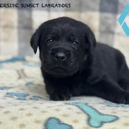 Light blue collar - Black male Labrador Retriever puppy in Beaverdam, Virginia from Riverside Sunset Labrador Retrievers