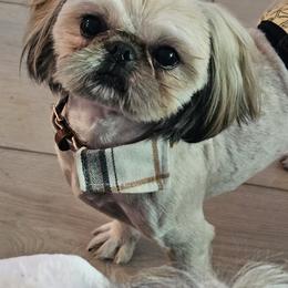 Dalton - Shih Tzu