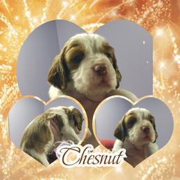 Chesnut - Red and white male English Springer Spaniel puppy in Westover, Maryland from Sterling's springer Haven