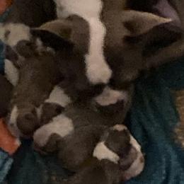 Boston Terriers from Nettles Nuggets