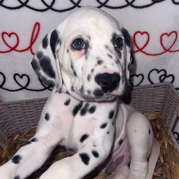 Dalmatians from Chip