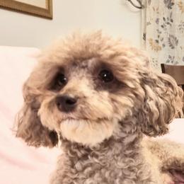 Ziva - Poodle